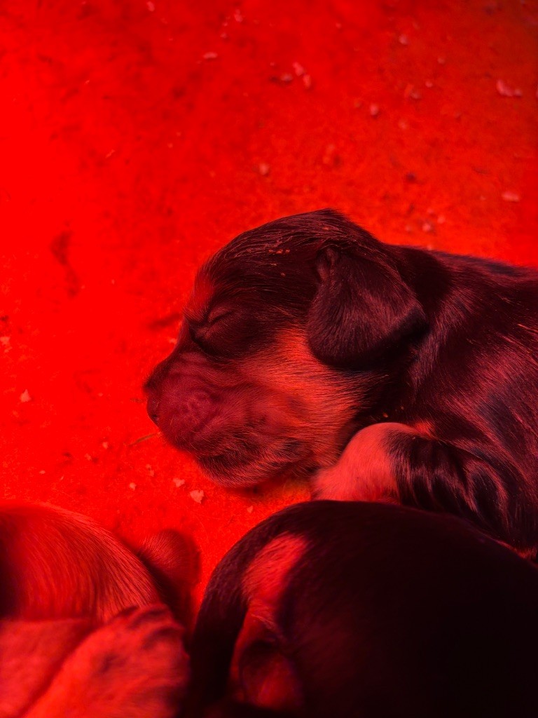 de La Constellation d'Heelou - Chiot disponible  - Cocker Spaniel Anglais