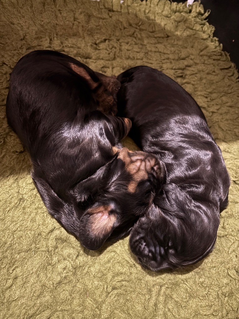 chiot Cocker Spaniel Anglais de La Constellation d'Heelou