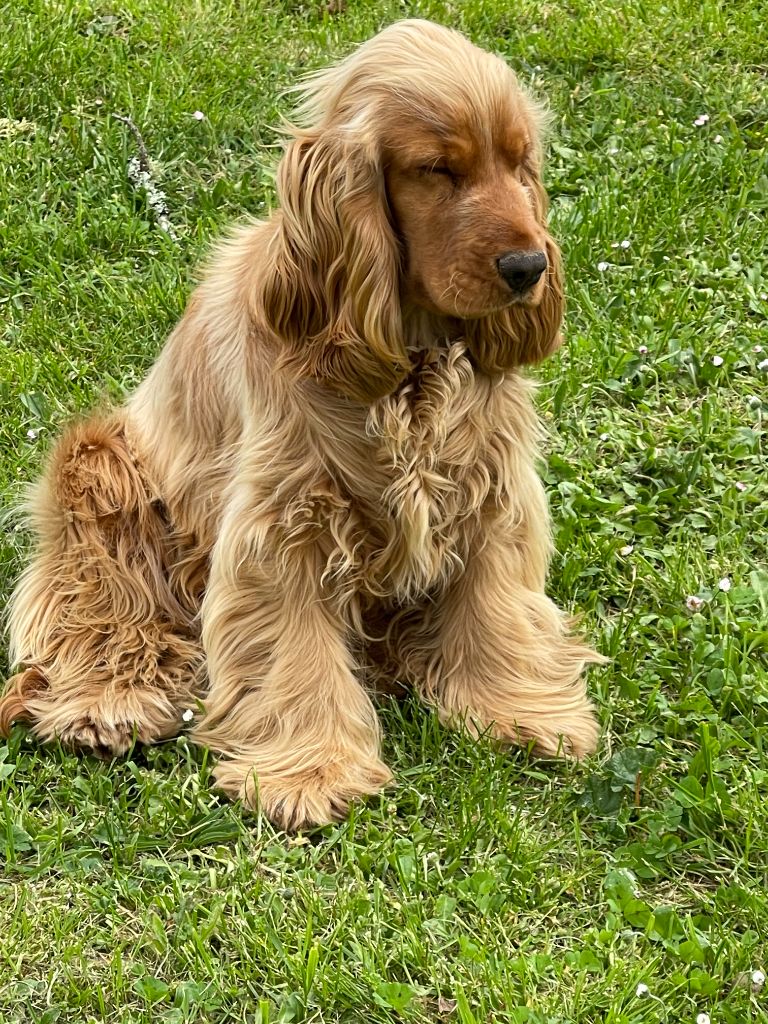 Sybel Of Domain Of Golden Paws