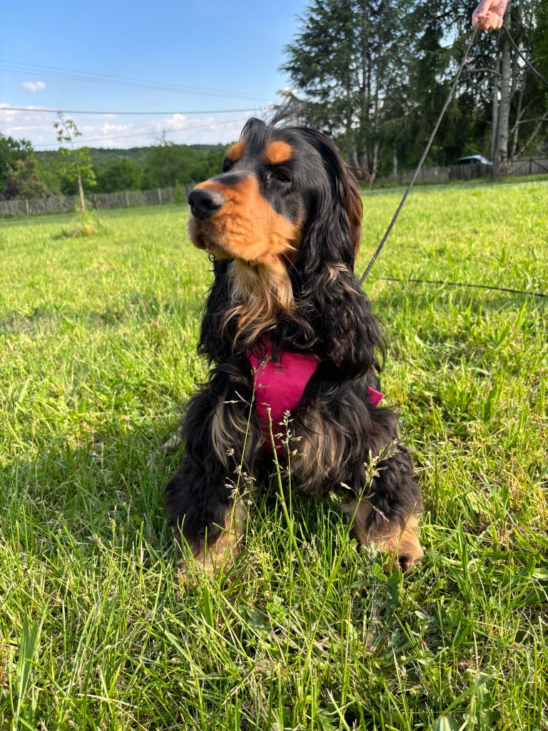 Ugo du domaine de sainte gladyce