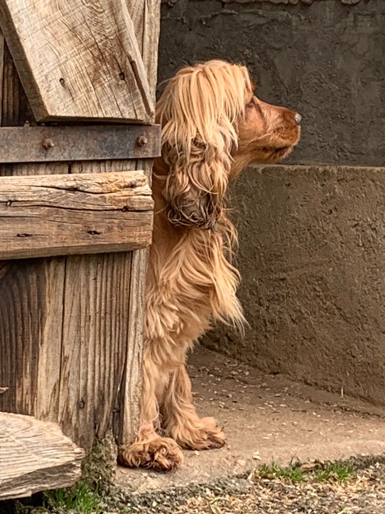 Suki Of Domain Of Golden Paws