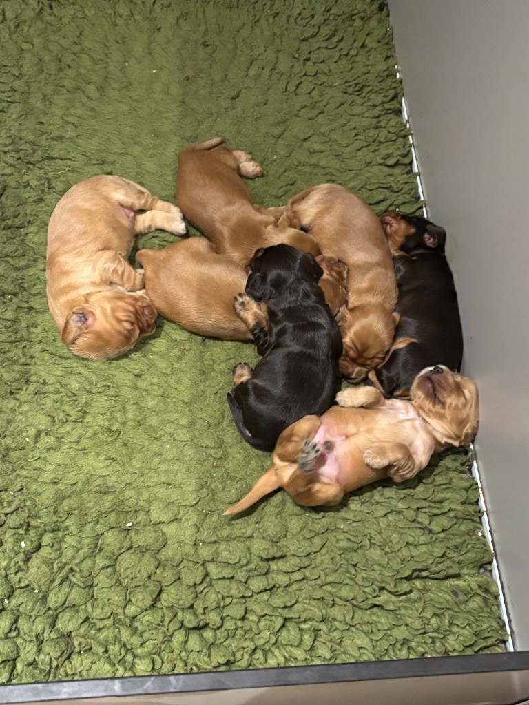 de La Constellation d'Heelou - Chiots disponibles - Cocker Spaniel Anglais
