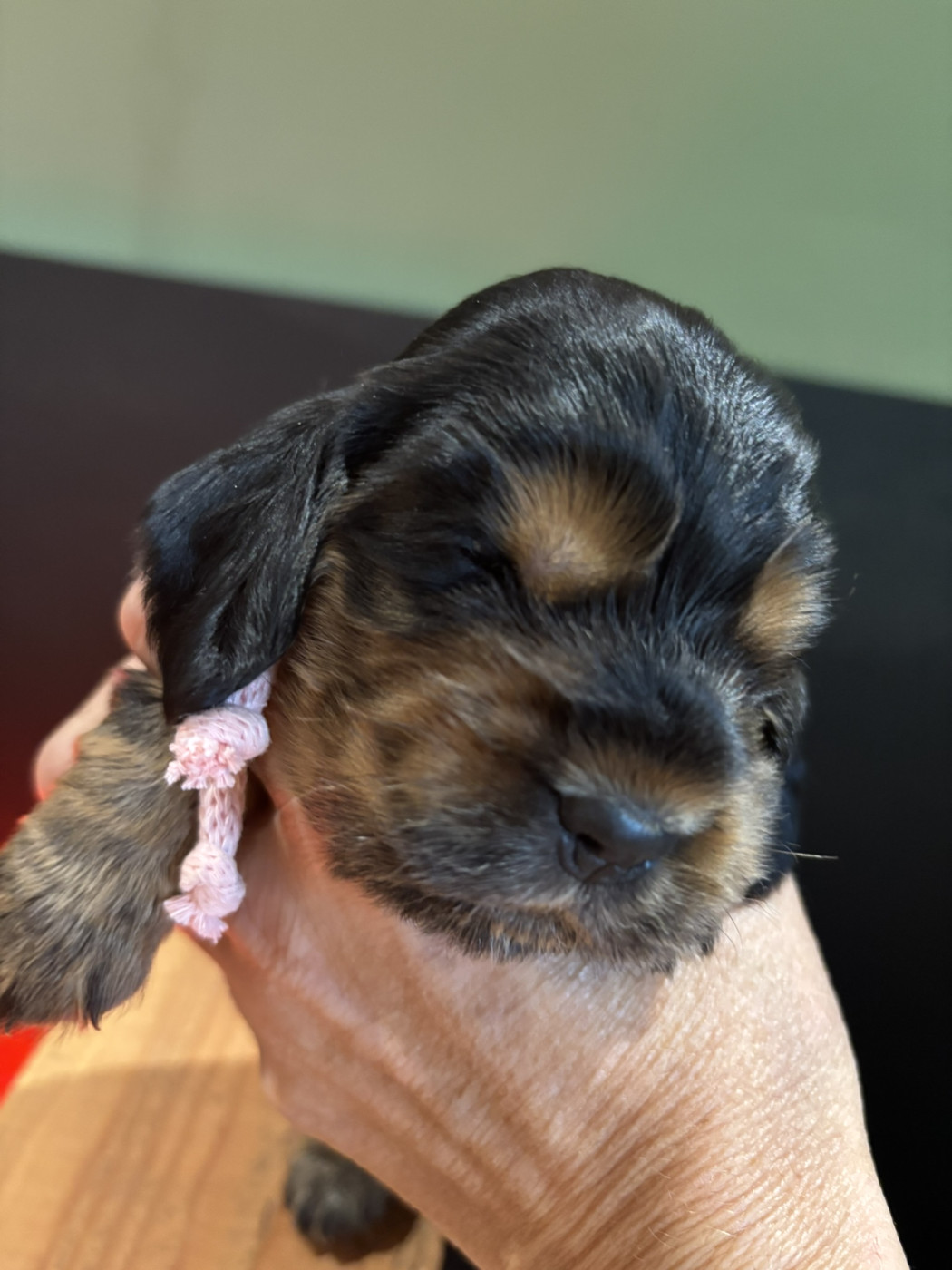 de La Constellation d'Heelou - Chiots disponibles - Cocker Spaniel Anglais