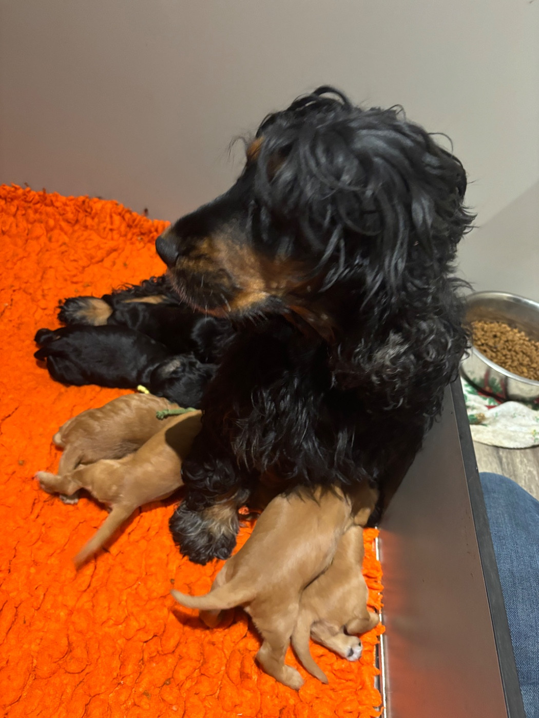 Chiot Cocker Spaniel Anglais de La Constellation d'Heelou