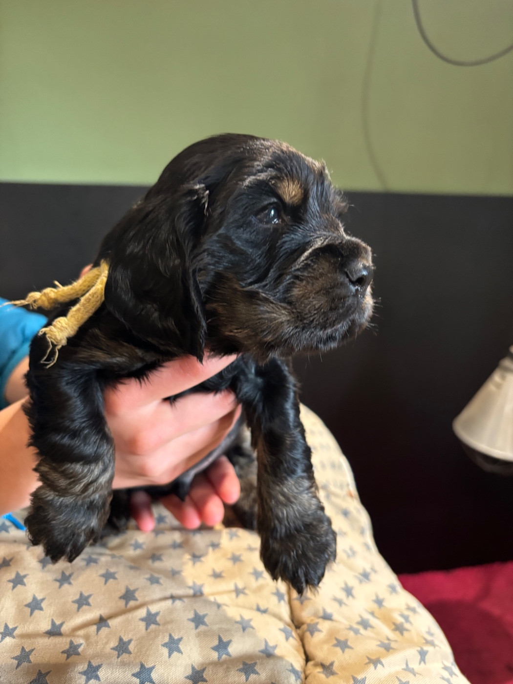 de La Constellation d'Heelou - Chiots disponibles - Cocker Spaniel Anglais