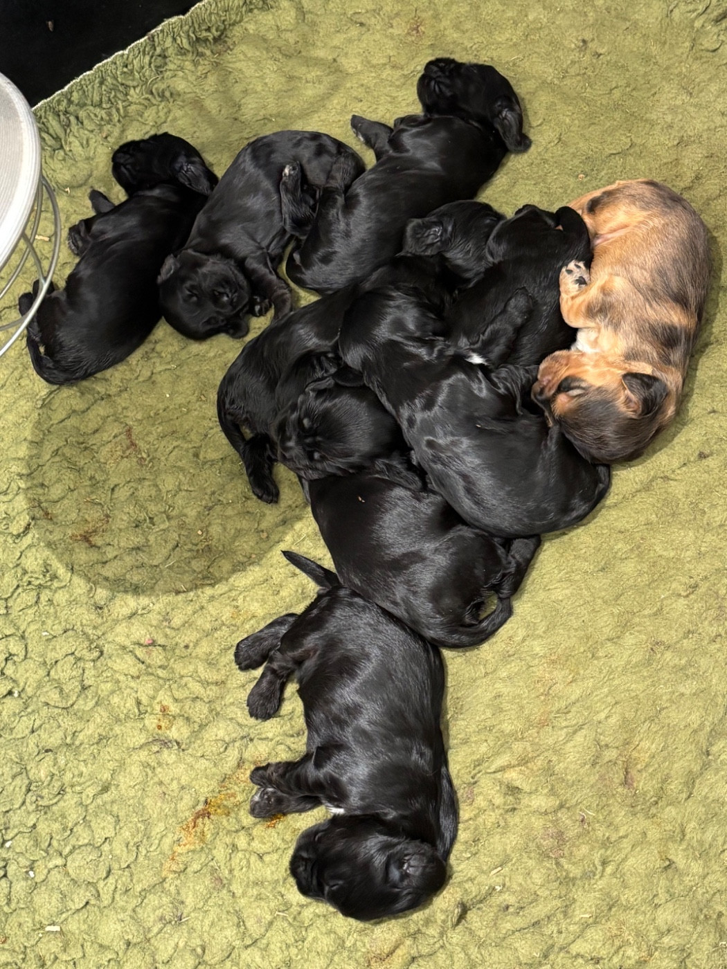 Chiot Cocker Spaniel Anglais de La Constellation d'Heelou