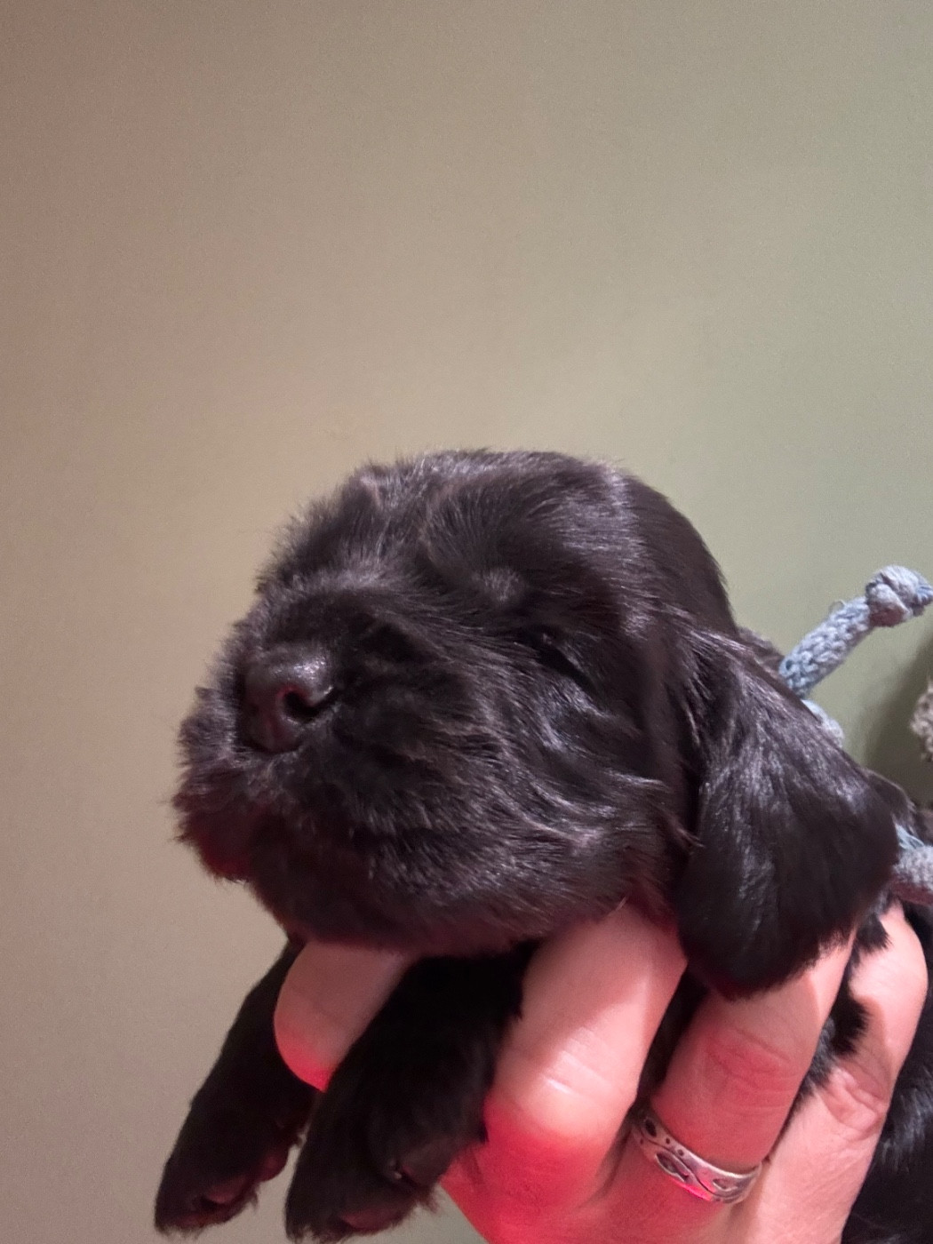 de La Constellation d'Heelou - Chiots disponibles - Cocker Spaniel Anglais