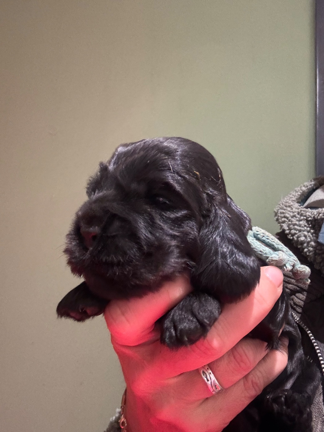 de La Constellation d'Heelou - Chiots disponibles - Cocker Spaniel Anglais