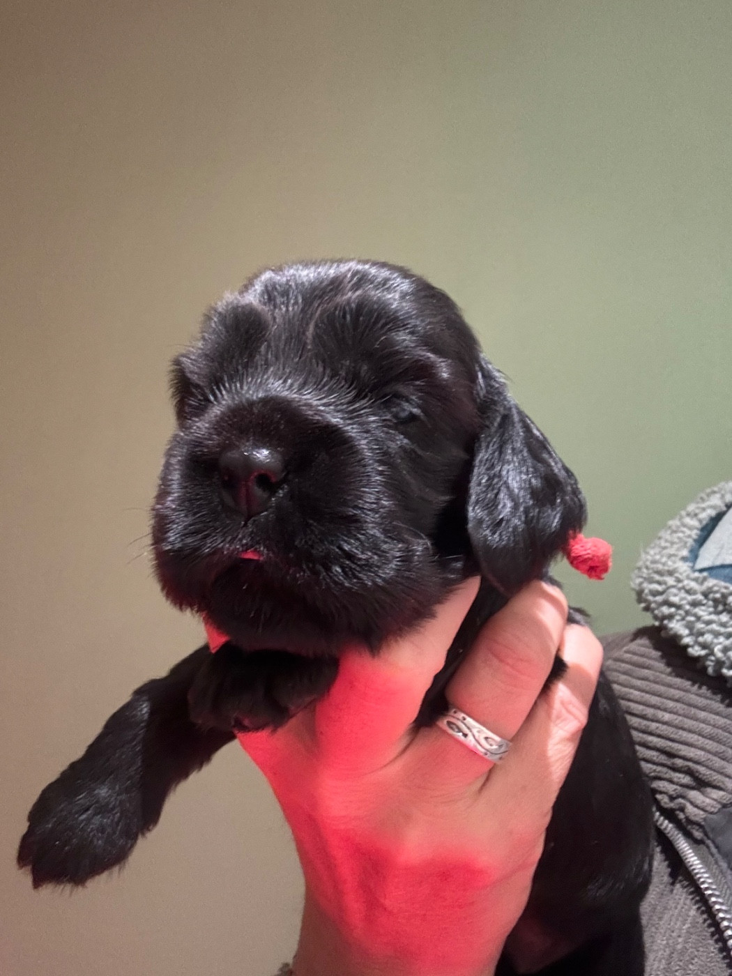 de La Constellation d'Heelou - Chiots disponibles - Cocker Spaniel Anglais