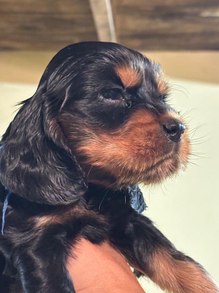 de La Constellation d'Heelou - Chiots disponibles - Cocker Spaniel Anglais