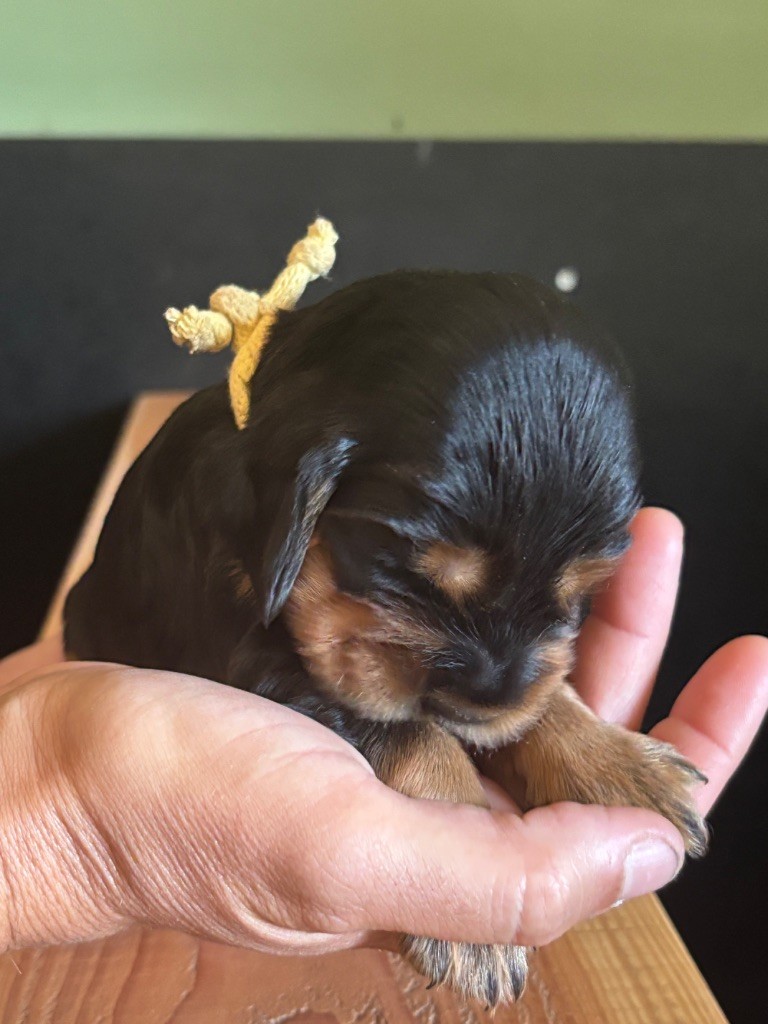 de La Constellation d'Heelou - Chiots disponibles - Cocker Spaniel Anglais