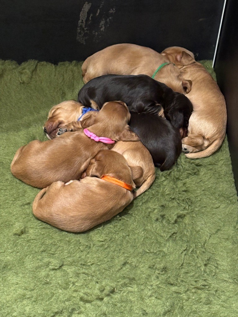 de La Constellation d'Heelou - Chiots disponibles - Cocker Spaniel Anglais