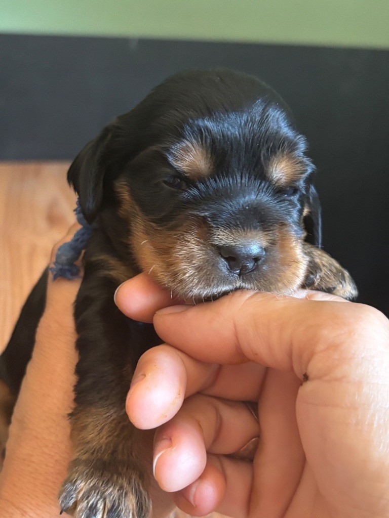 de La Constellation d'Heelou - Chiots disponibles - Cocker Spaniel Anglais