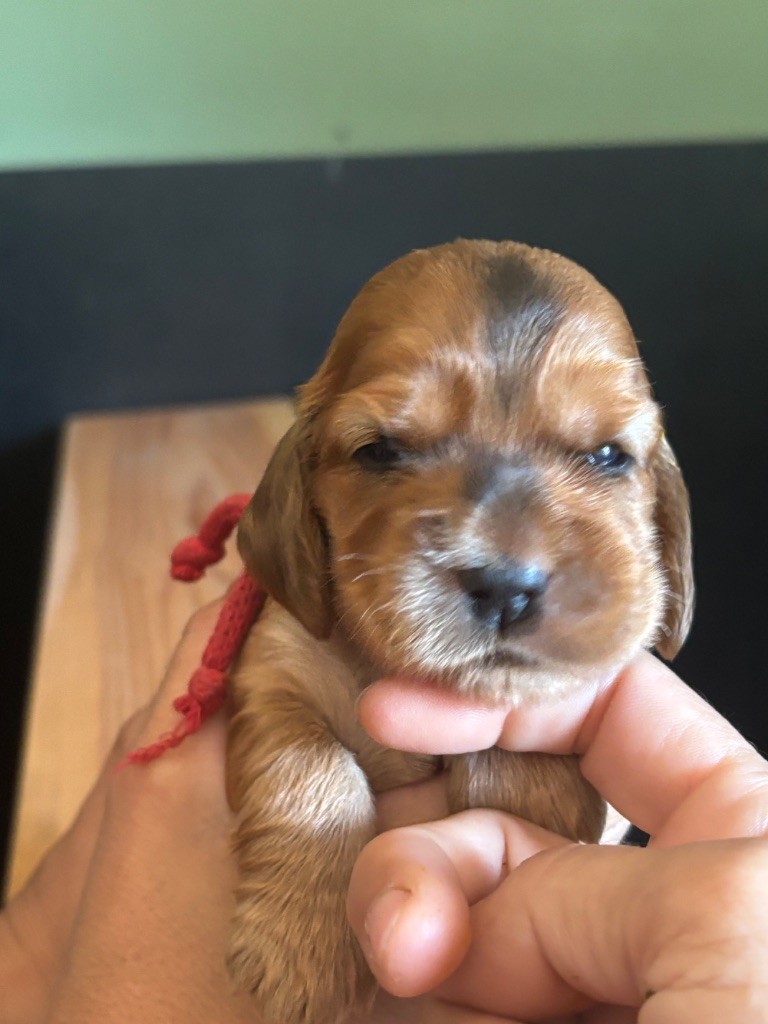 de La Constellation d'Heelou - Chiots disponibles - Cocker Spaniel Anglais