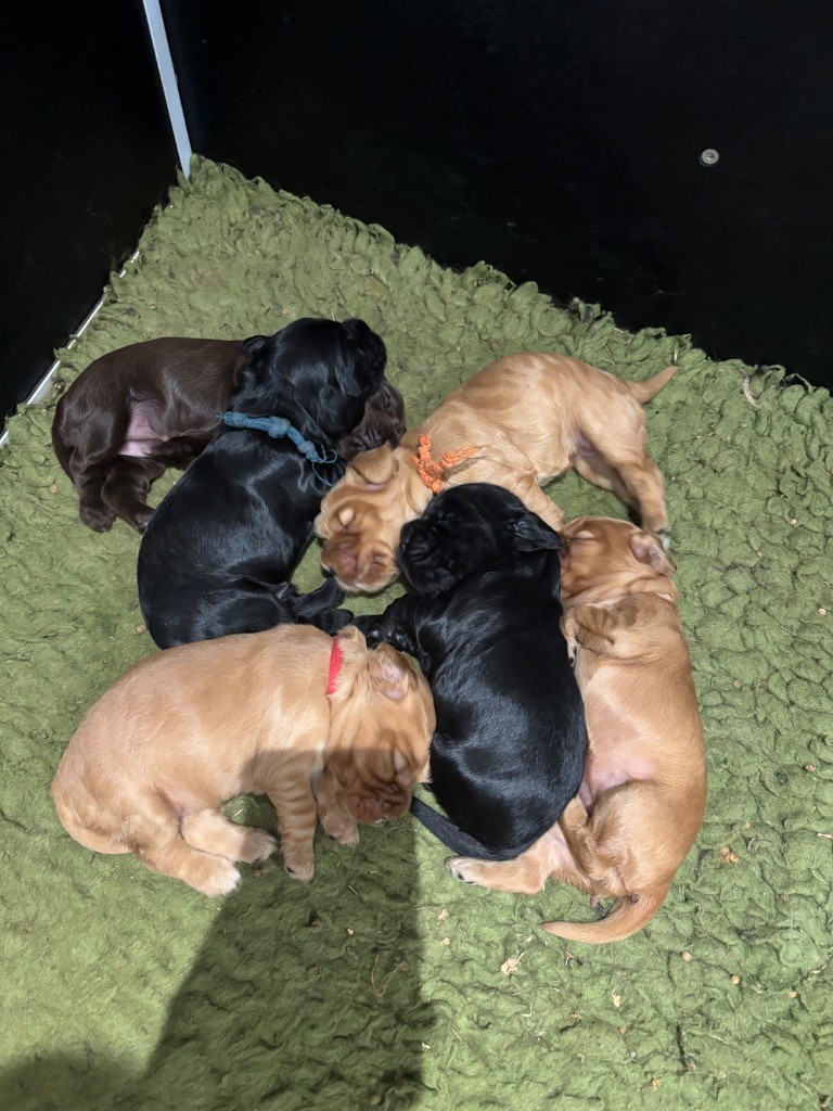 Chiot Cocker Spaniel Anglais de La Constellation d'Heelou