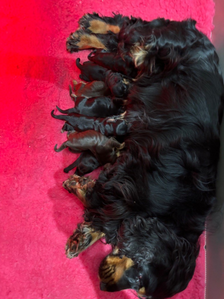 Chiot Cocker Spaniel Anglais de La Constellation d'Heelou