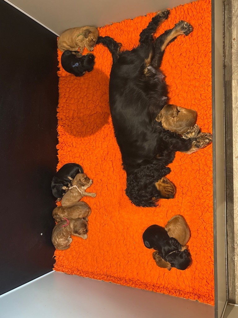 Chiot Cocker Spaniel Anglais de La Constellation d'Heelou