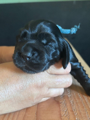 CHIOT bleu canard