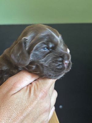 CHIOT sans collier