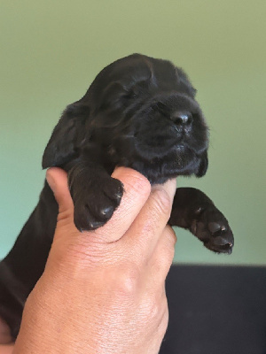 CHIOT sans collier