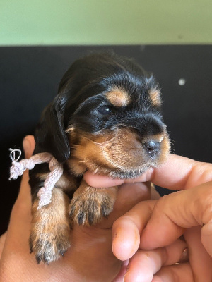 CHIOT collier parme