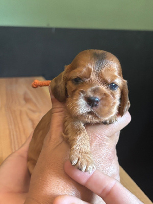 CHIOT collier orange