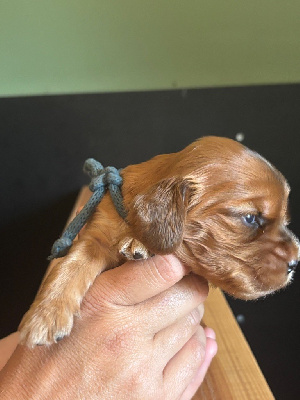 CHIOT collier bleu canard
