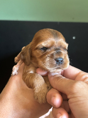 CHIOT collier rose