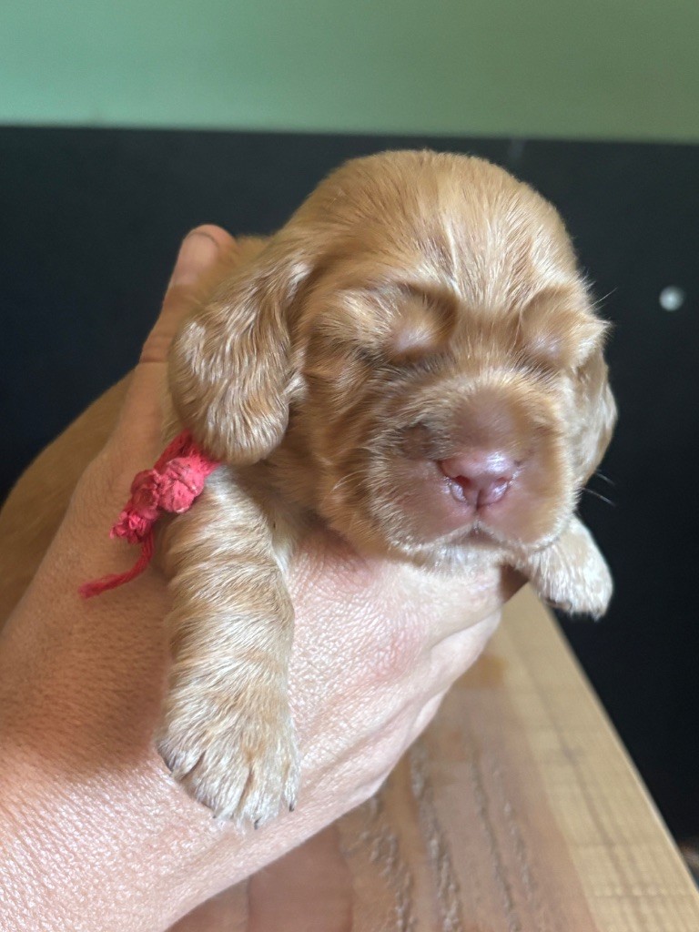 de La Constellation d'Heelou - Chiots disponibles - Cocker Spaniel Anglais