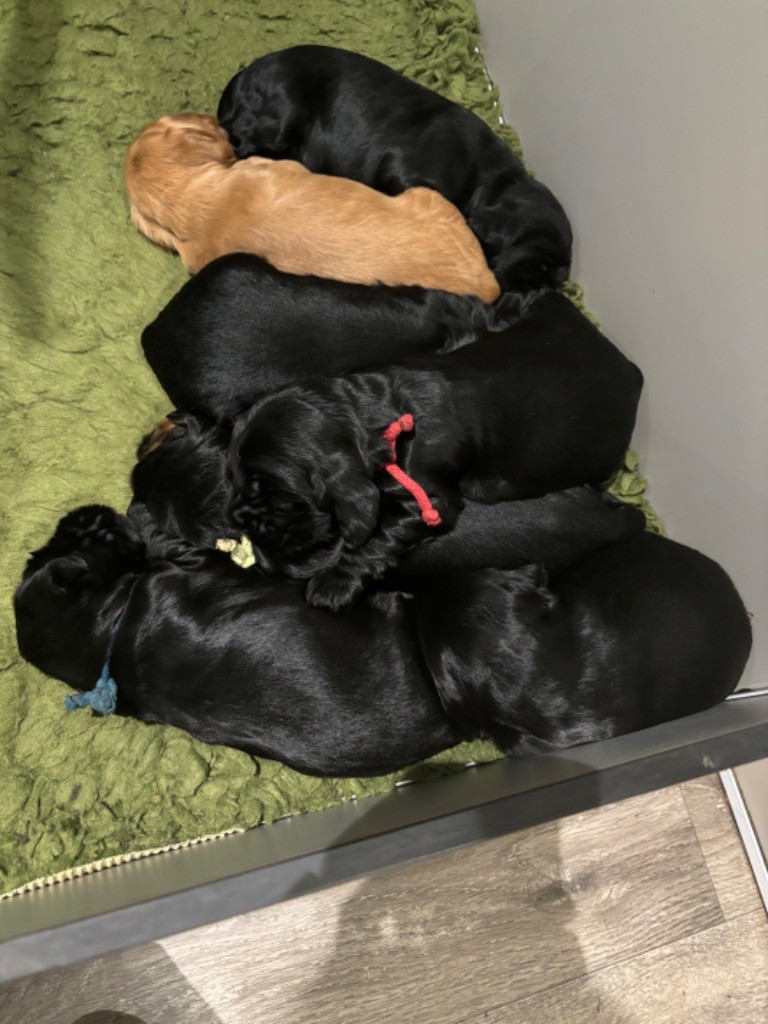 Chiot Cocker Spaniel Anglais de La Constellation d'Heelou
