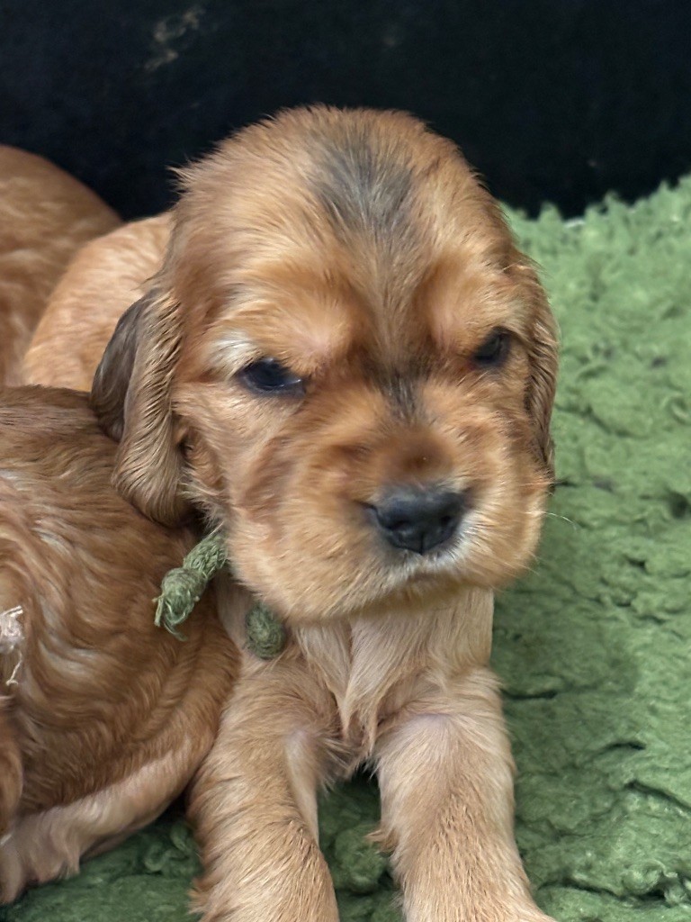 de La Constellation d'Heelou - Chiots disponibles - Cocker Spaniel Anglais